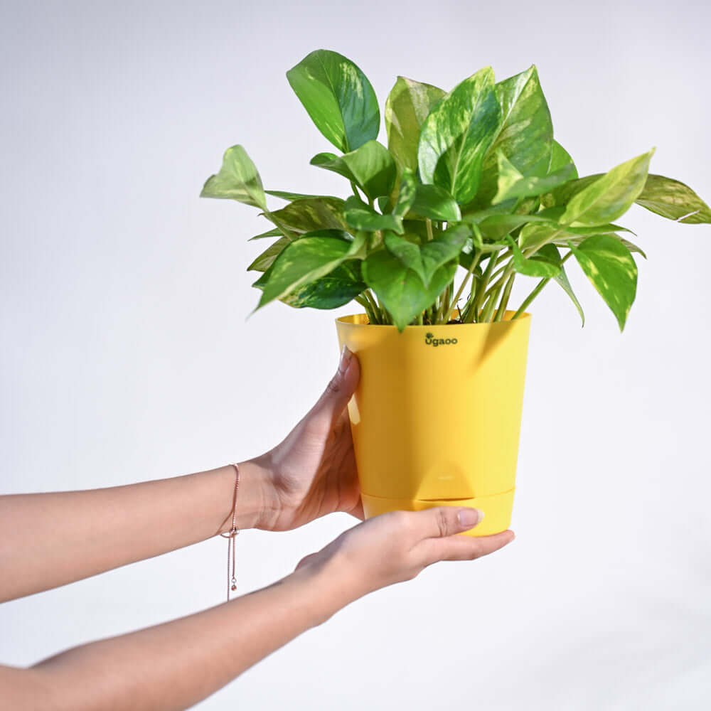 Variegated Money Plant with Pot (Real)