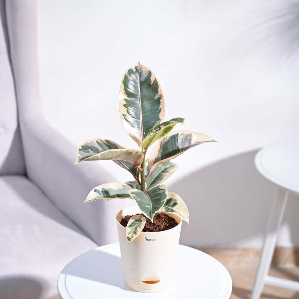 Variegated Rubber Plant