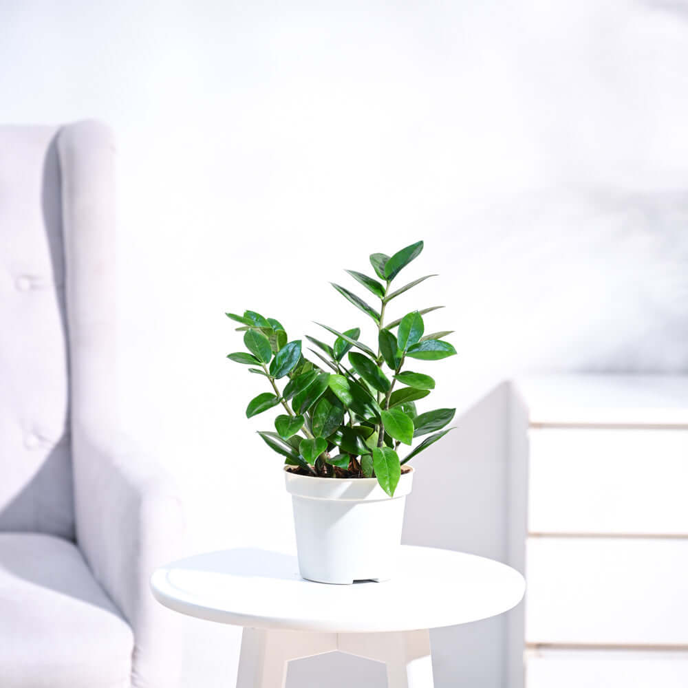 ZZ Plant (Sizes and Planter Styles Available)